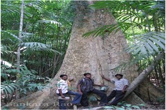 Lophopetalum wightianum